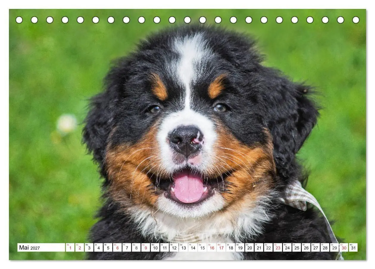 Bild: 9783569646643 | Kleine Herzen auf 4 Pfoten - Berner Sennenhunde (Tischkalender 2027...