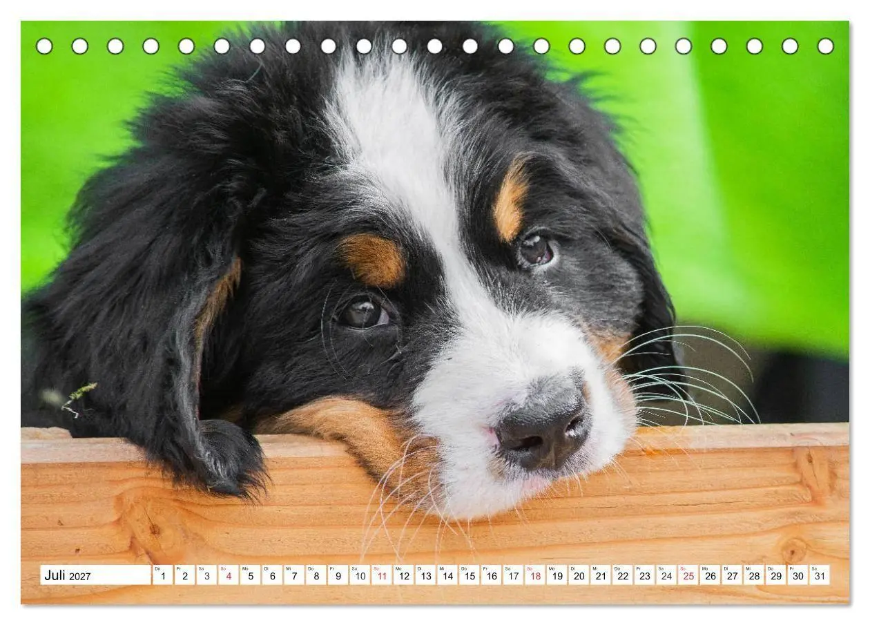 Bild: 9783569646643 | Kleine Herzen auf 4 Pfoten - Berner Sennenhunde (Tischkalender 2027...
