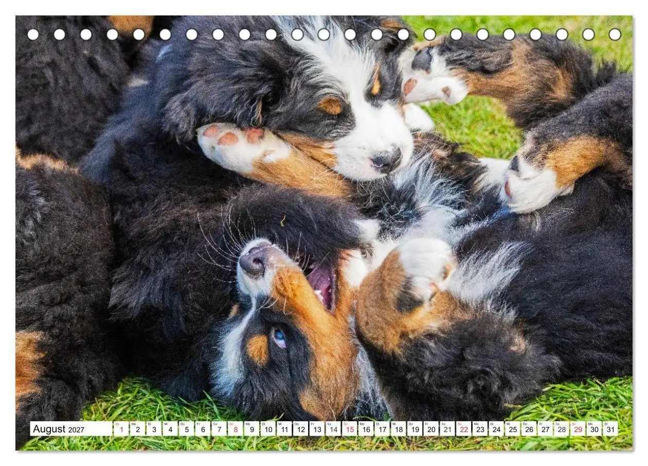 Bild: 9783569646643 | Kleine Herzen auf 4 Pfoten - Berner Sennenhunde (Tischkalender 2027...