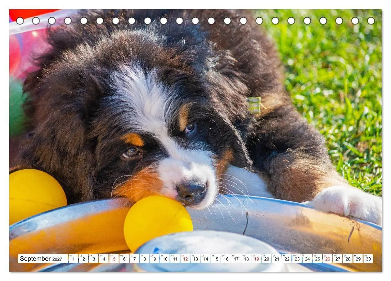 Bild: 9783569646643 | Kleine Herzen auf 4 Pfoten - Berner Sennenhunde (Tischkalender 2027...