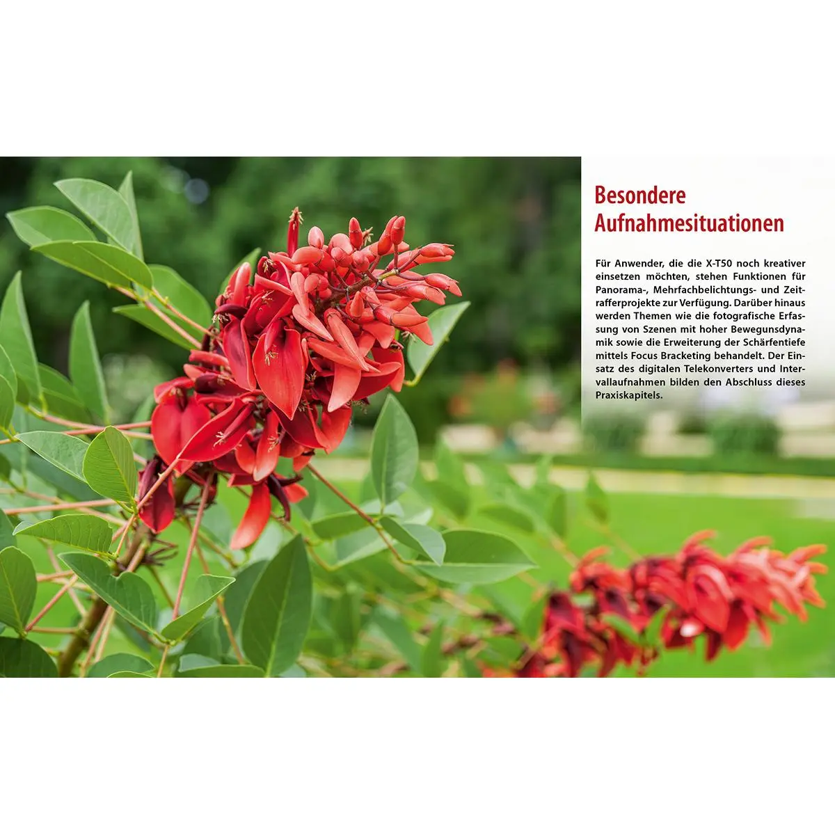 Bild: 9783832806743 | Fujifilm X-T50 | Das umfangreiche Praxisbuch zu Ihrer Kamera | Buch