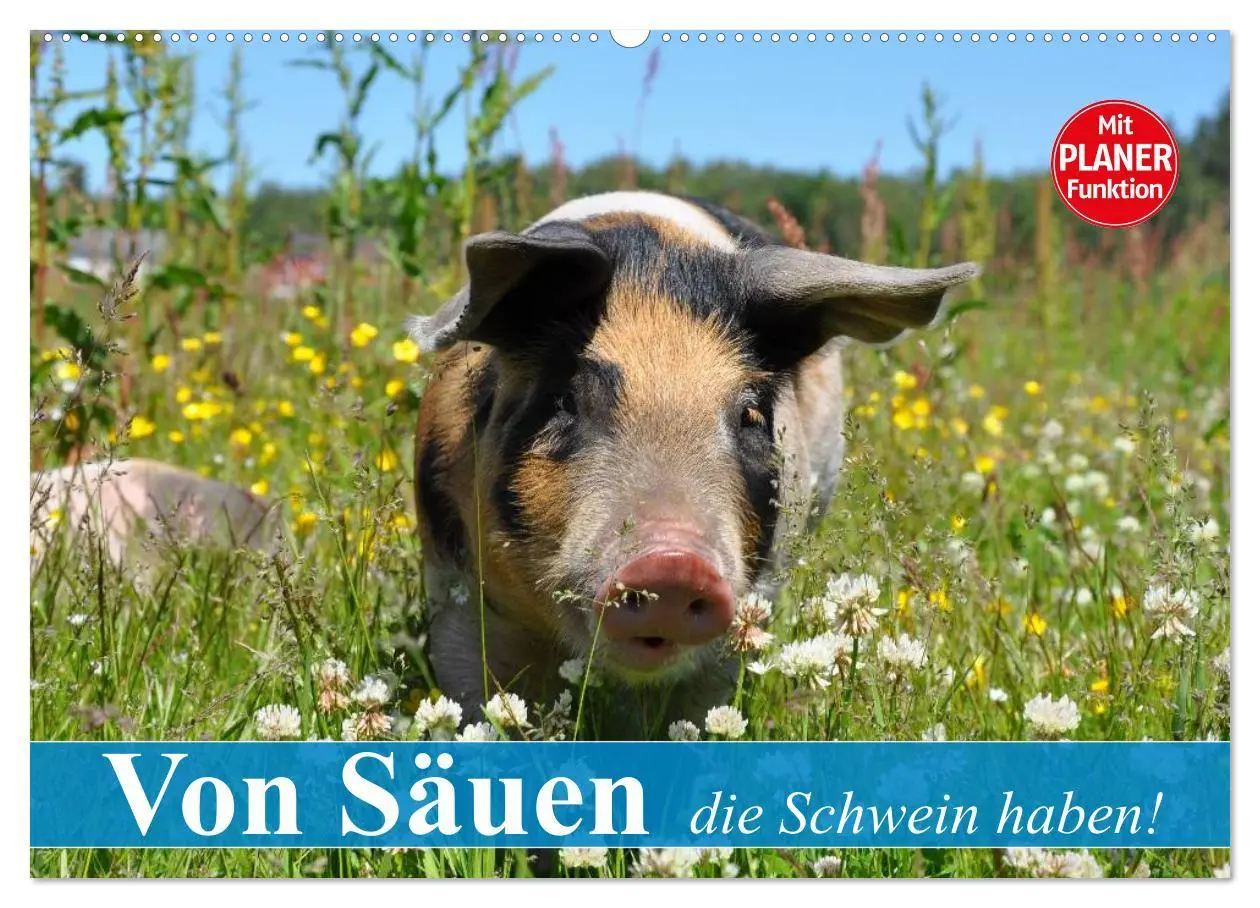 Cover: 9783457996843 | Von Säuen die Schwein haben! (Wandkalender 2026 DIN A2 quer),...