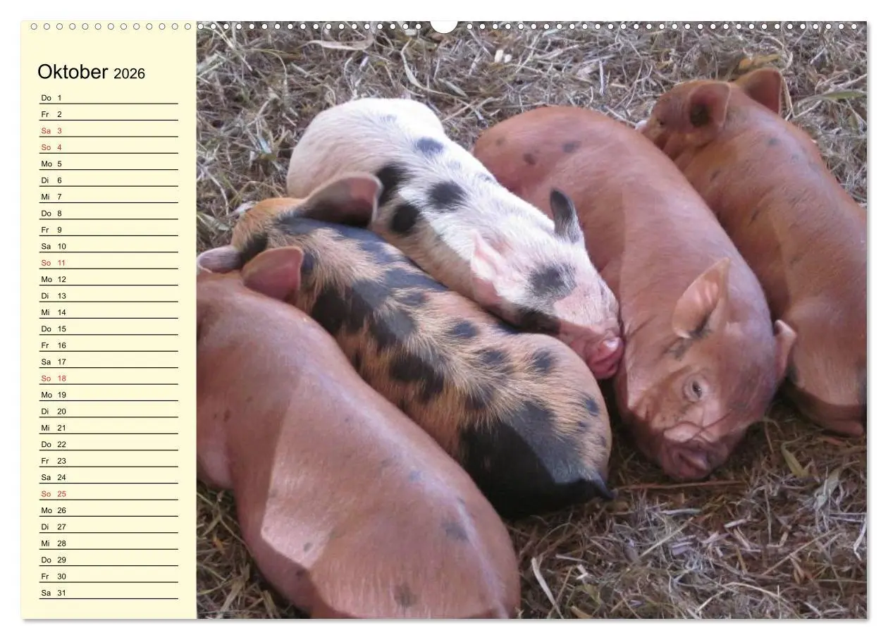 Bild: 9783457996843 | Von Säuen die Schwein haben! (Wandkalender 2026 DIN A2 quer),...