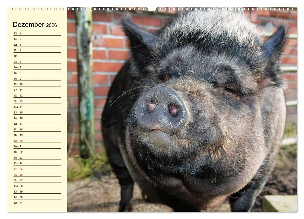 Bild: 9783457996843 | Von Säuen die Schwein haben! (Wandkalender 2026 DIN A2 quer),...