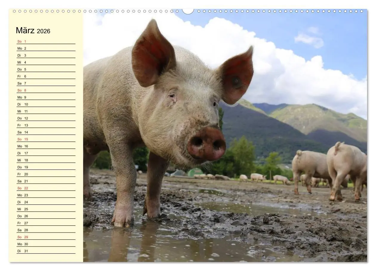 Bild: 9783457996843 | Von Säuen die Schwein haben! (Wandkalender 2026 DIN A2 quer),...