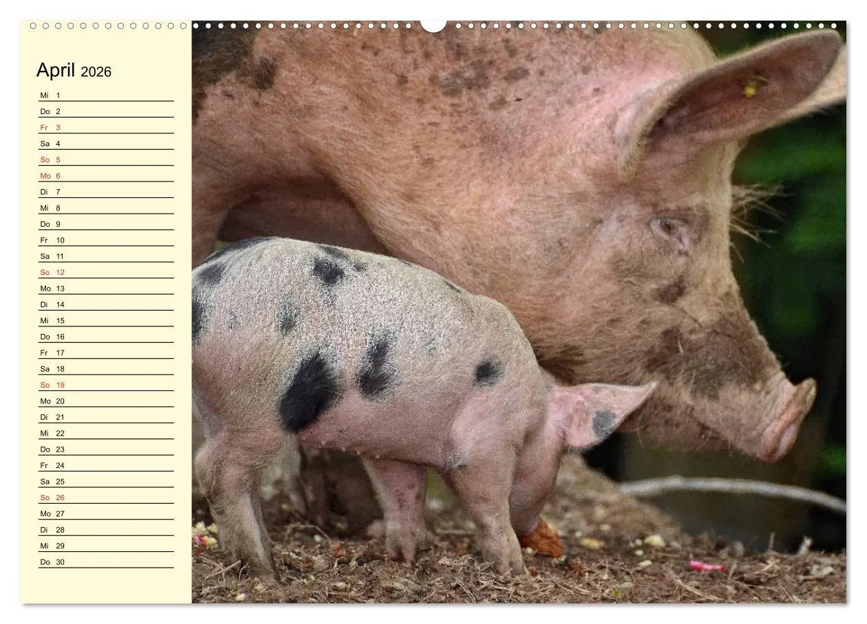 Bild: 9783457996843 | Von Säuen die Schwein haben! (Wandkalender 2026 DIN A2 quer),...