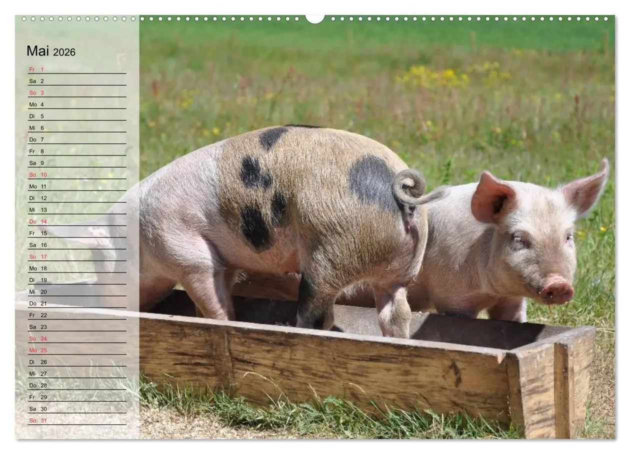 Bild: 9783457996843 | Von Säuen die Schwein haben! (Wandkalender 2026 DIN A2 quer),...