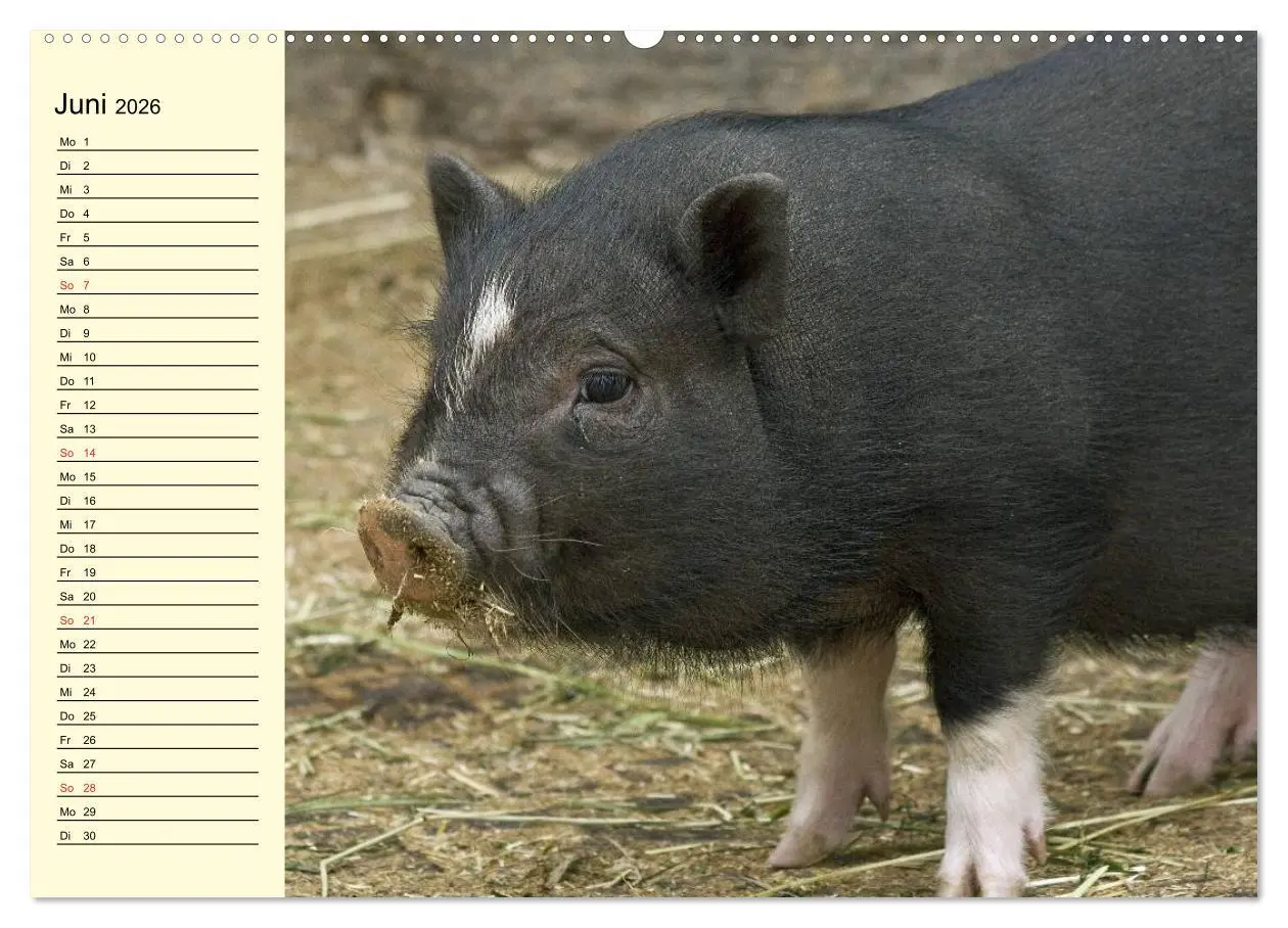 Bild: 9783457996843 | Von Säuen die Schwein haben! (Wandkalender 2026 DIN A2 quer),...