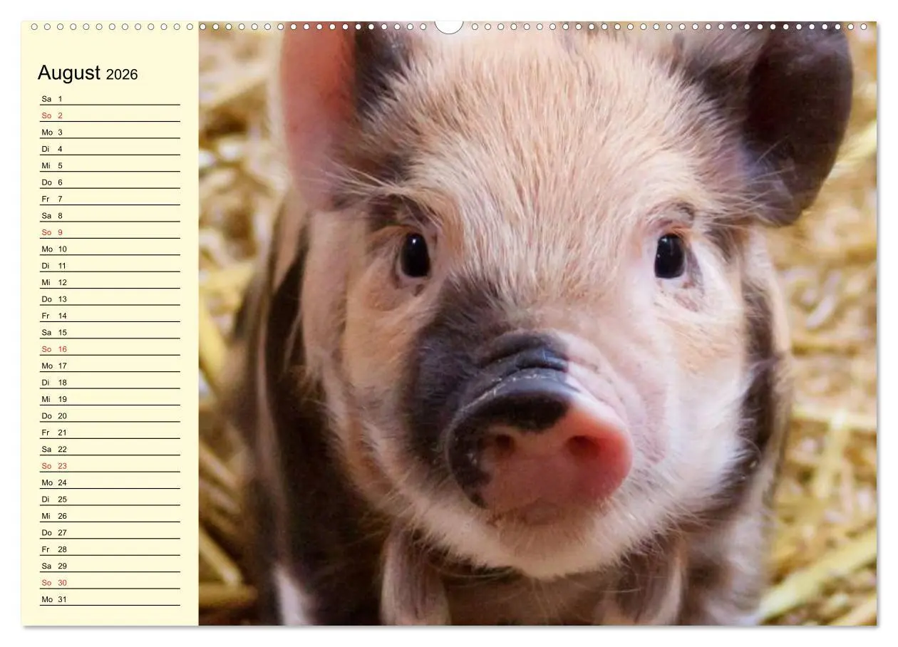 Bild: 9783457996843 | Von Säuen die Schwein haben! (Wandkalender 2026 DIN A2 quer),...