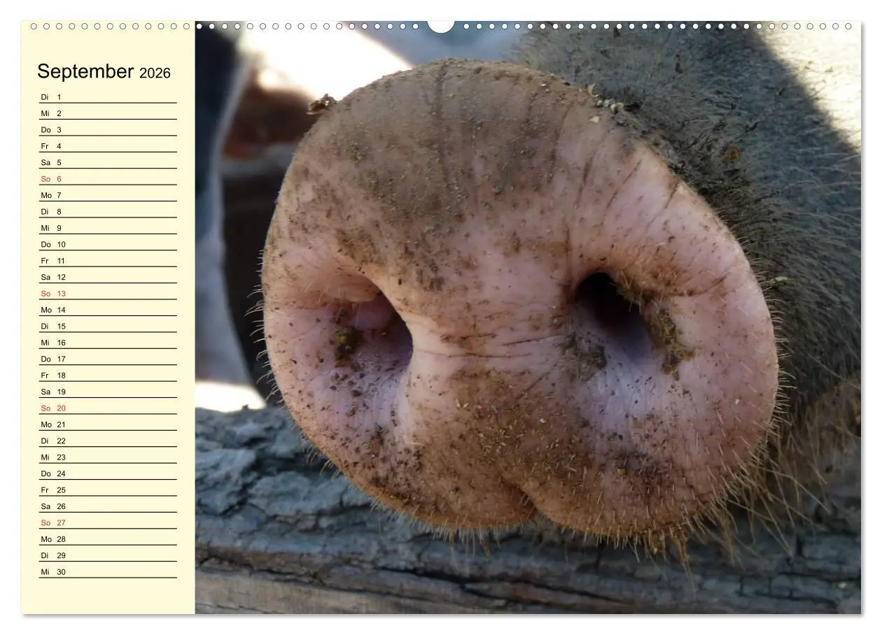 Bild: 9783457996843 | Von Säuen die Schwein haben! (Wandkalender 2026 DIN A2 quer),...