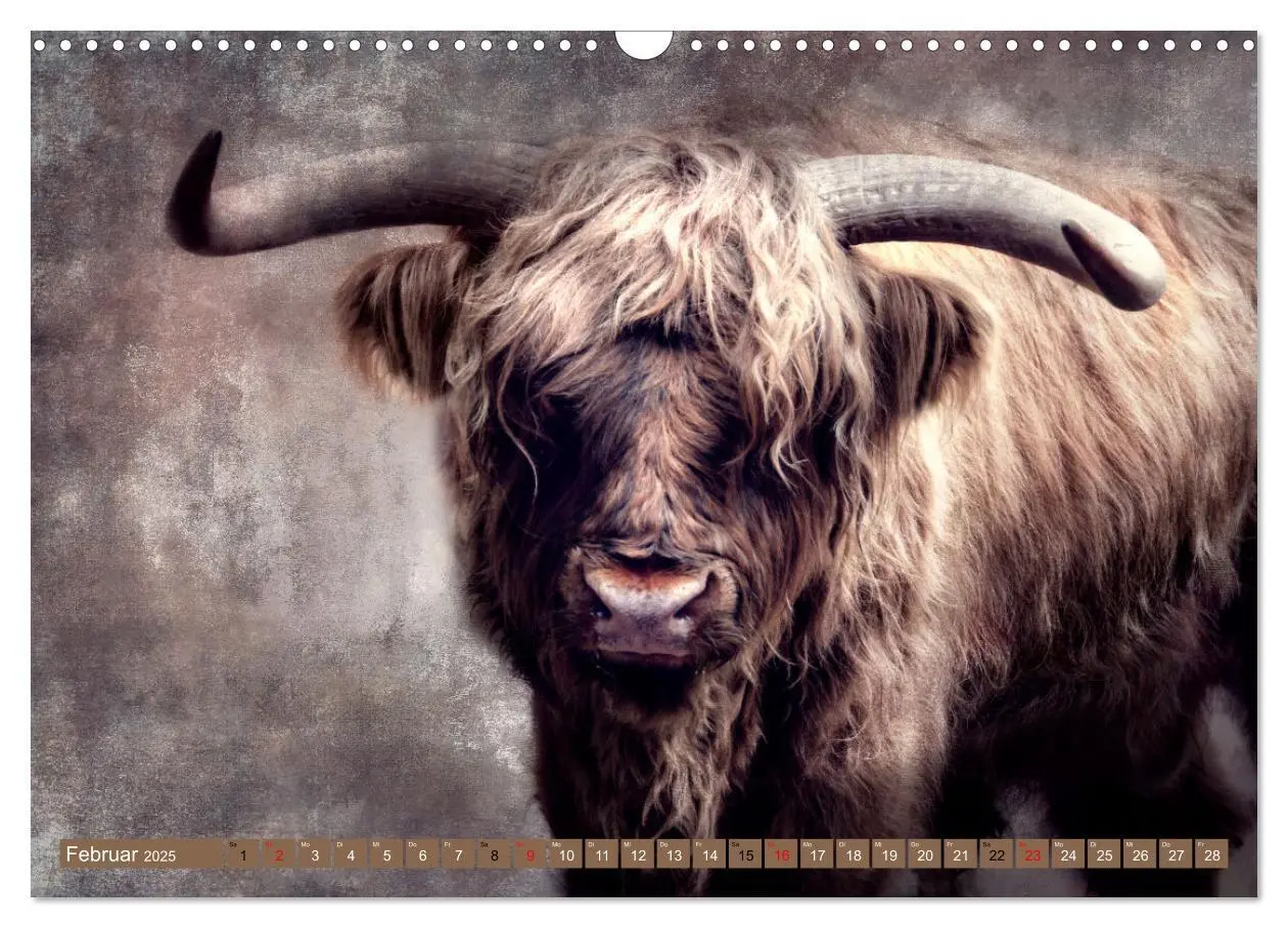 Bild: 9783435036943 | Hochlandrinder - Zottelige Schönheiten (Wandkalender 2025 DIN A3...