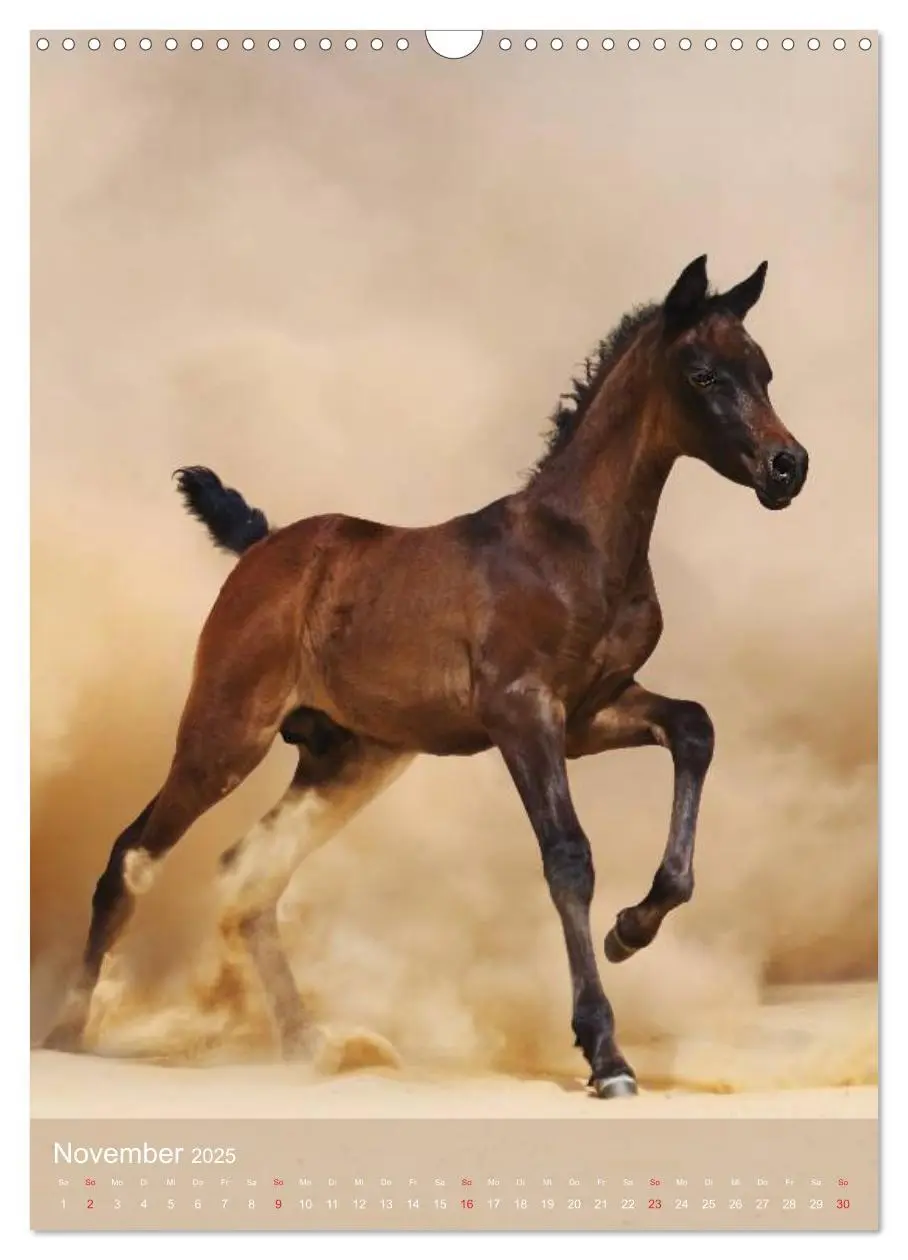 Bild: 9783457056943 | Arabische Pferde ¿ Geschöpfe des Windes (Wandkalender 2025 DIN A3...