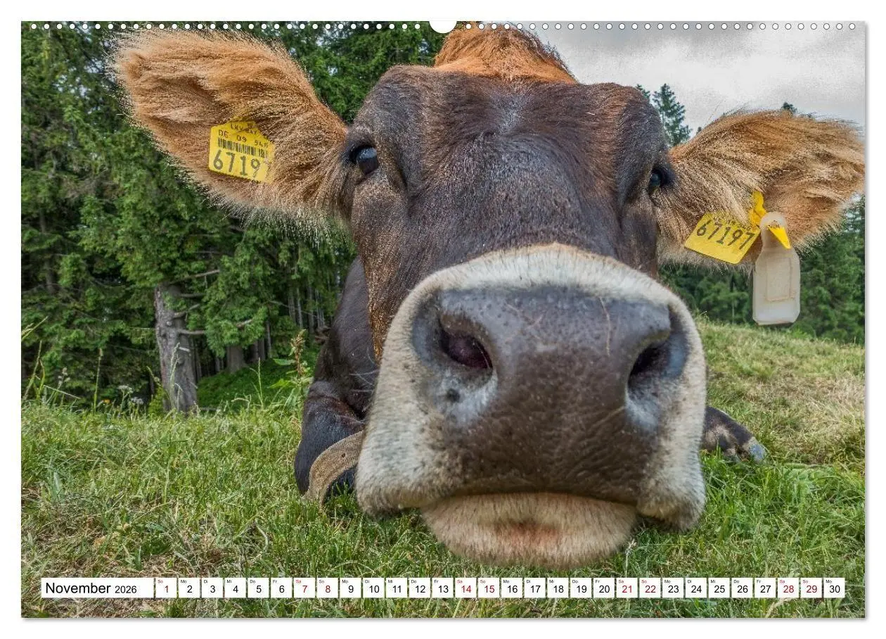 Bild: 9783516696943 | Kuhle Typen (hochwertiger Premium Wandkalender 2026 DIN A2 quer),...