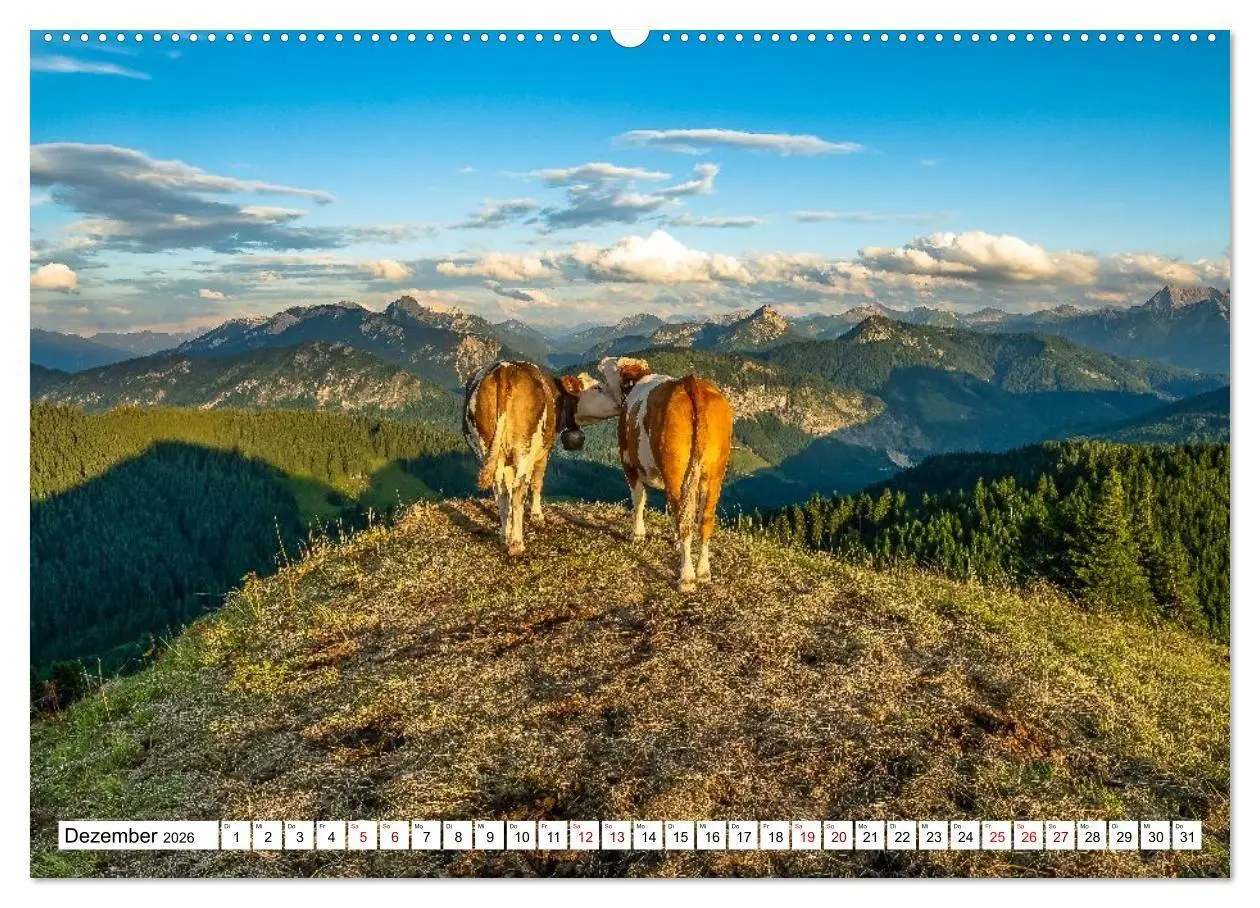 Bild: 9783516696943 | Kuhle Typen (hochwertiger Premium Wandkalender 2026 DIN A2 quer),...