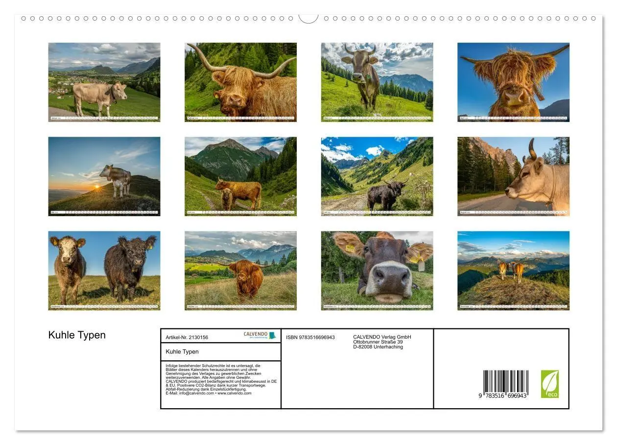 Bild: 9783516696943 | Kuhle Typen (hochwertiger Premium Wandkalender 2026 DIN A2 quer),...