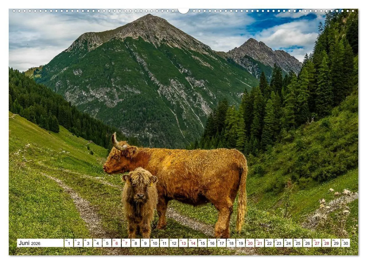 Bild: 9783516696943 | Kuhle Typen (hochwertiger Premium Wandkalender 2026 DIN A2 quer),...