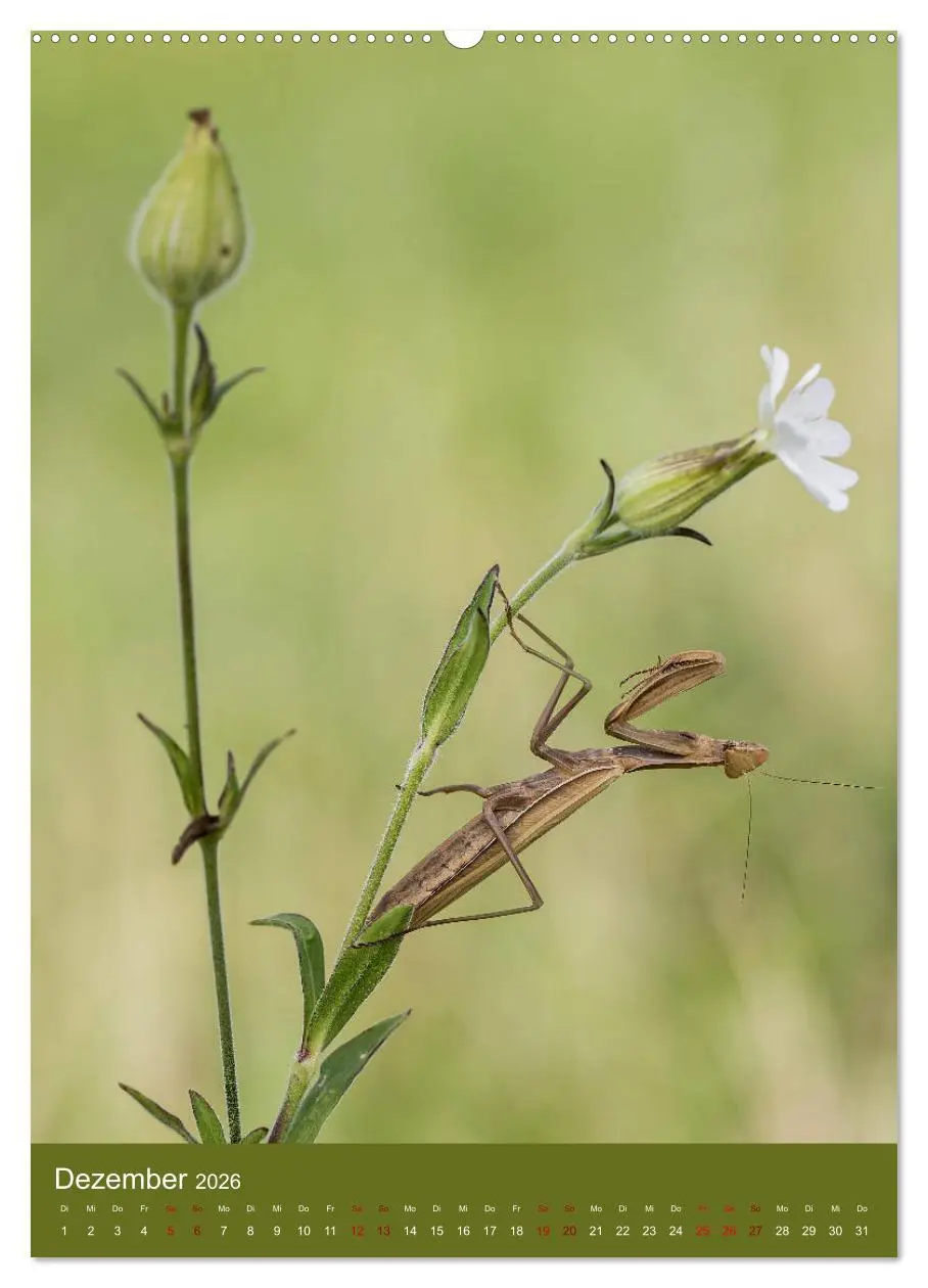 Bild: 9783516407143 | Die Gottesanbeterin. Räuber der Insektenwelt. (hochwertiger Premium...