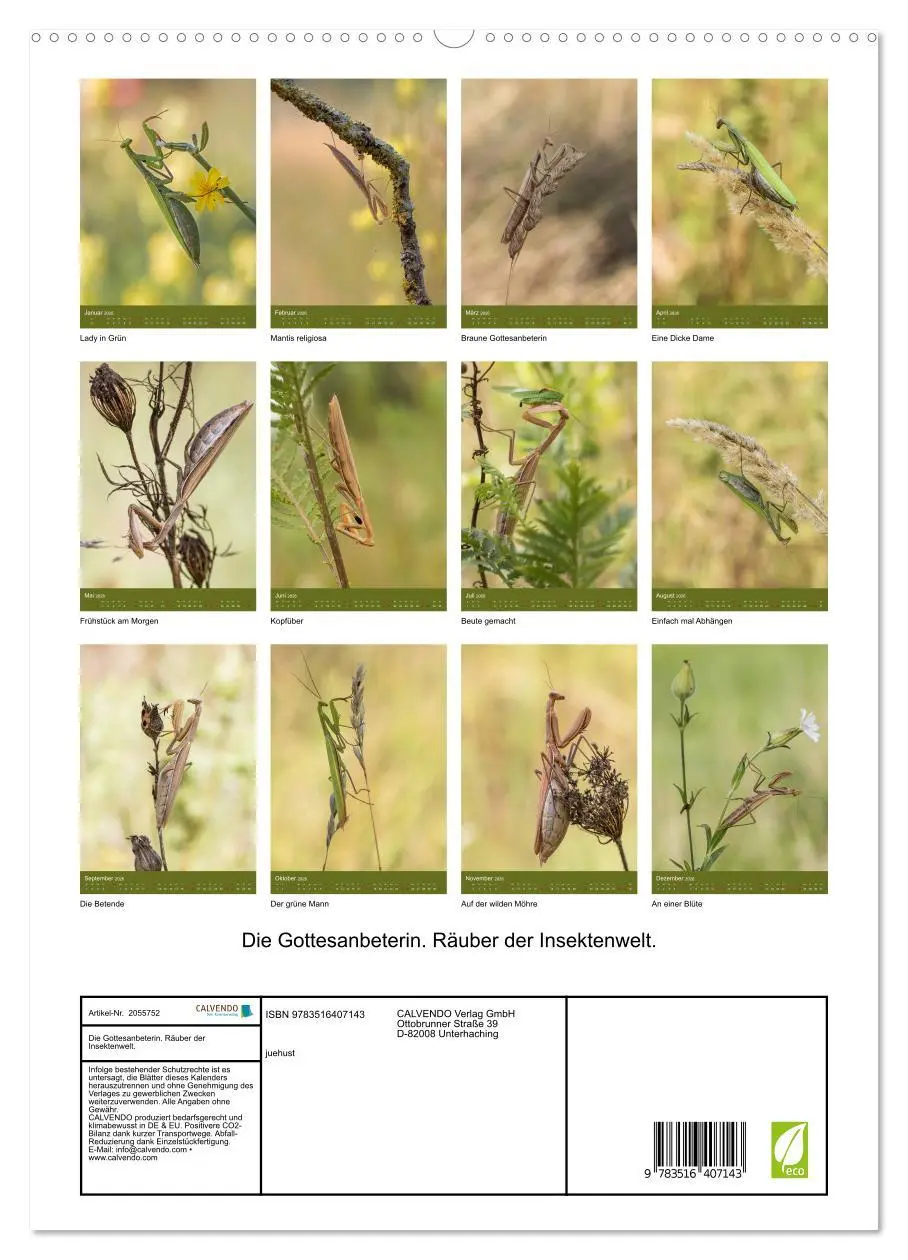 Bild: 9783516407143 | Die Gottesanbeterin. Räuber der Insektenwelt. (hochwertiger Premium...