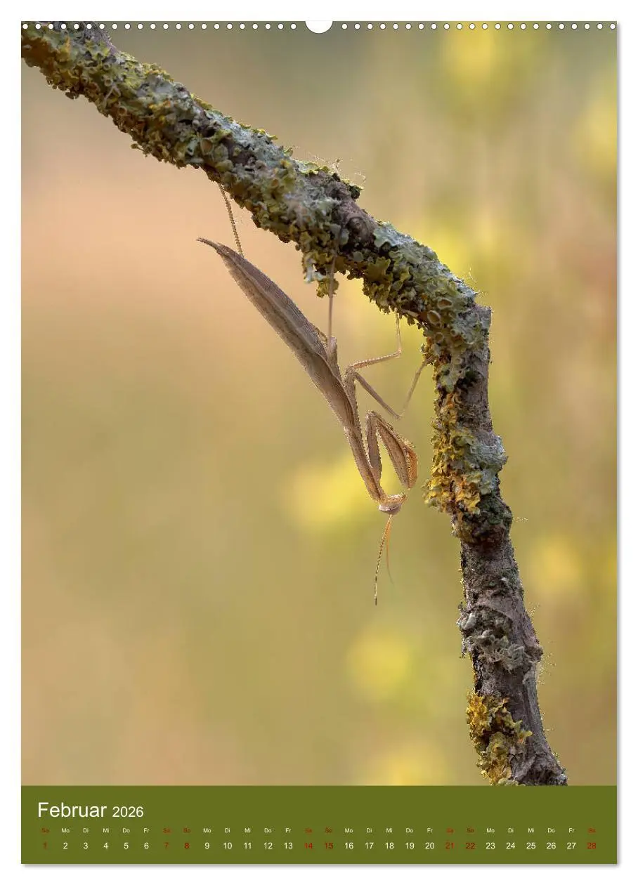 Bild: 9783516407143 | Die Gottesanbeterin. Räuber der Insektenwelt. (hochwertiger Premium...