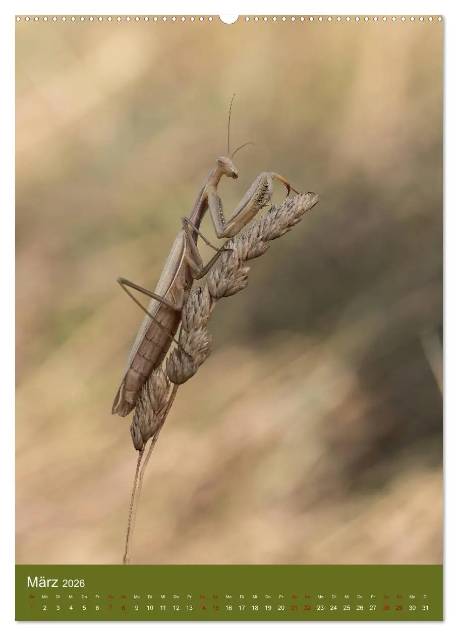 Bild: 9783516407143 | Die Gottesanbeterin. Räuber der Insektenwelt. (hochwertiger Premium...