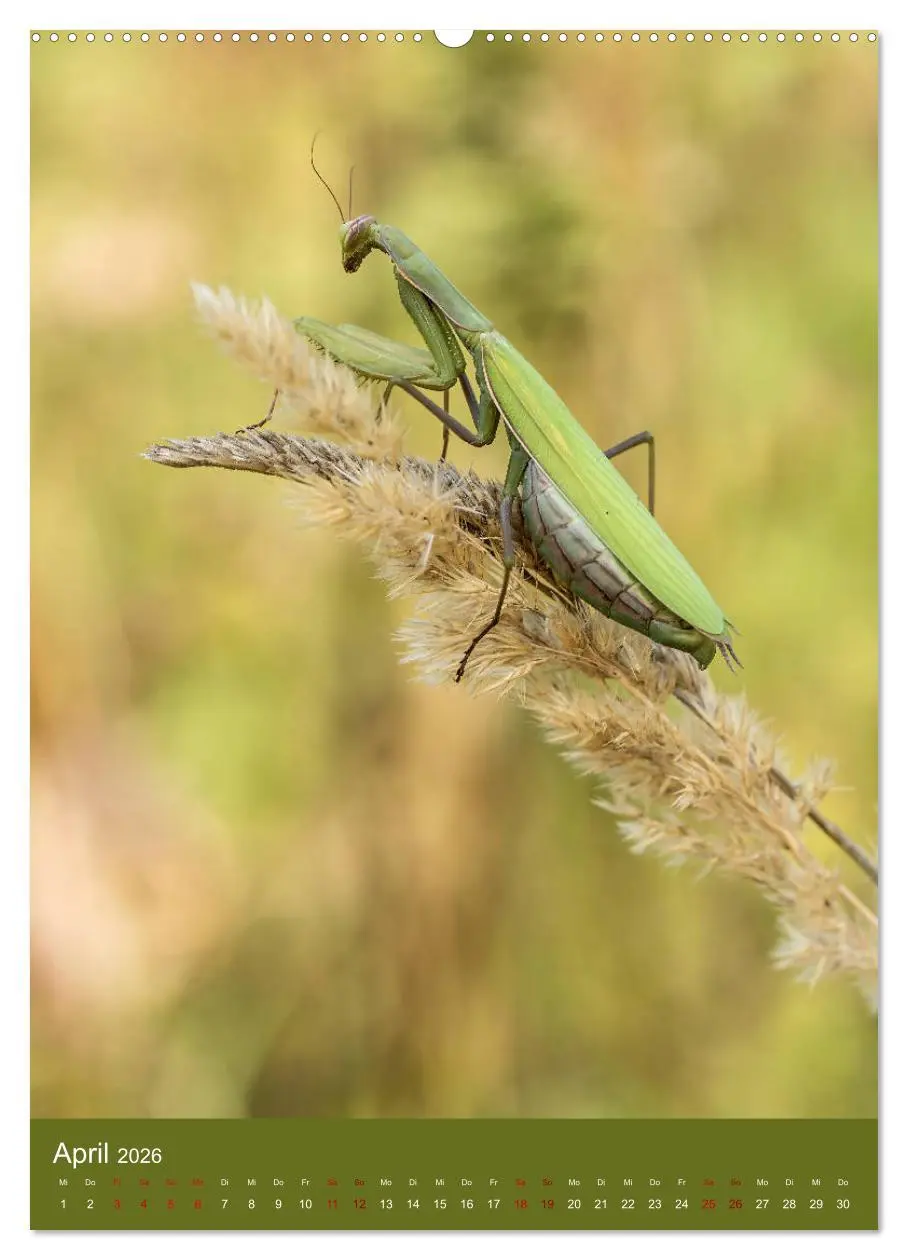 Bild: 9783516407143 | Die Gottesanbeterin. Räuber der Insektenwelt. (hochwertiger Premium...