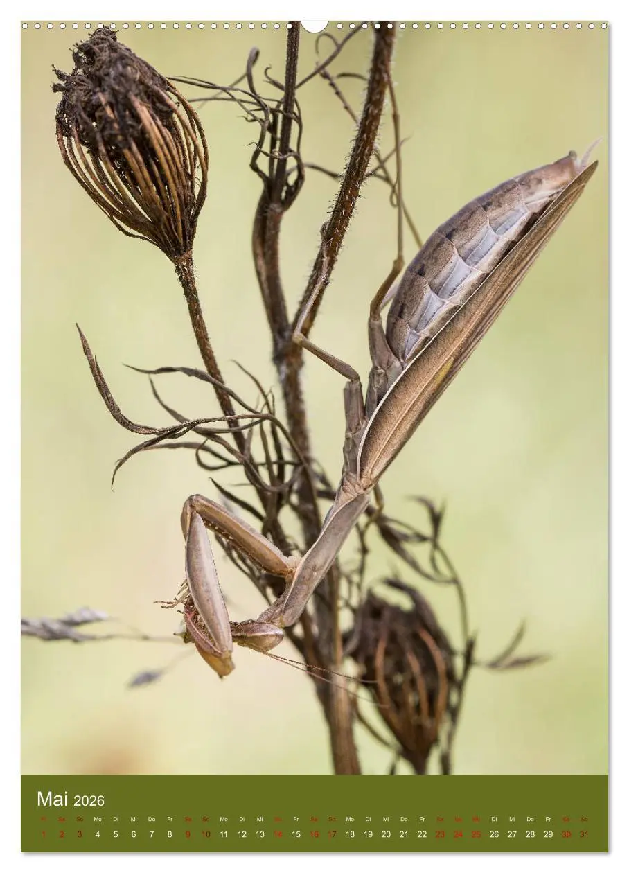 Bild: 9783516407143 | Die Gottesanbeterin. Räuber der Insektenwelt. (hochwertiger Premium...