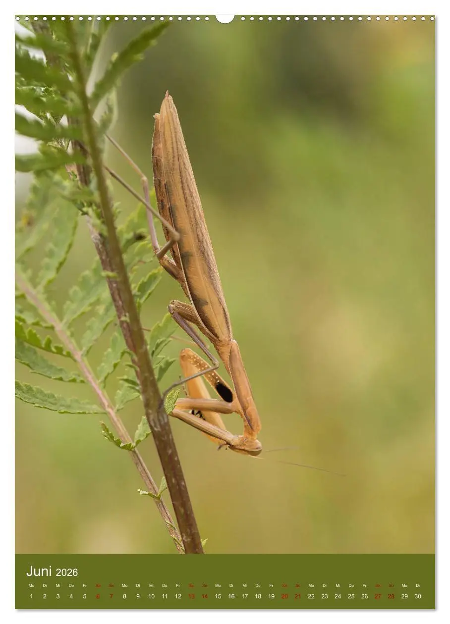 Bild: 9783516407143 | Die Gottesanbeterin. Räuber der Insektenwelt. (hochwertiger Premium...