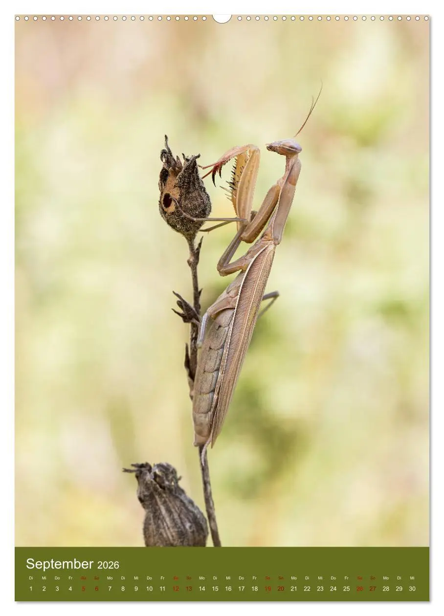 Bild: 9783516407143 | Die Gottesanbeterin. Räuber der Insektenwelt. (hochwertiger Premium...