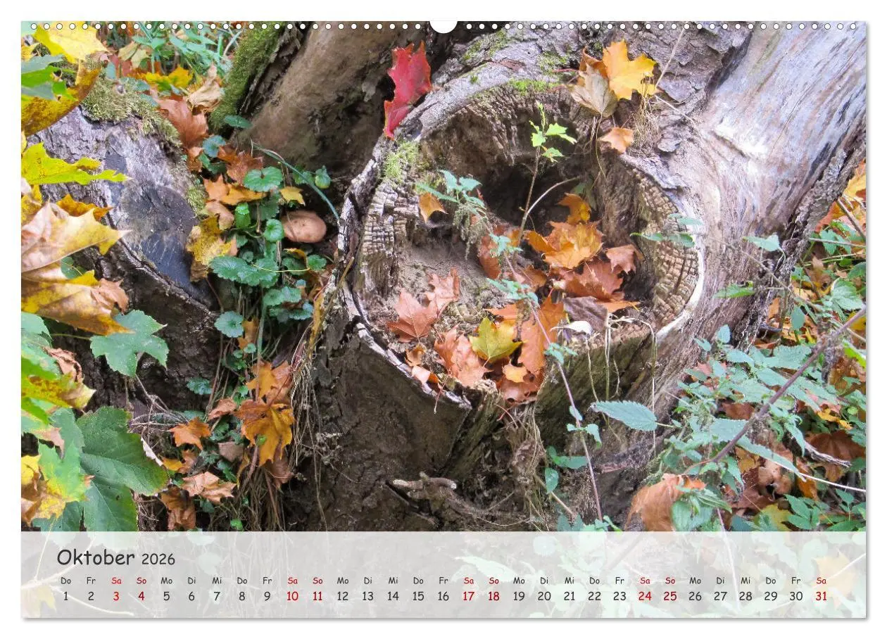 Bild: 9783457397343 | Vier Jahreszeiten - Eine Welt (Wandkalender 2026 DIN A2 quer),...