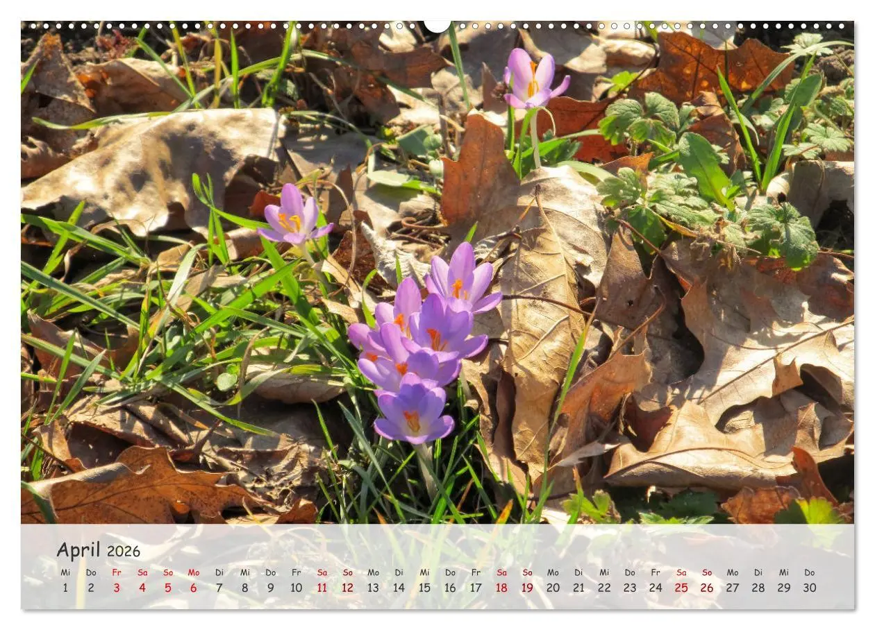 Bild: 9783457397343 | Vier Jahreszeiten - Eine Welt (Wandkalender 2026 DIN A2 quer),...
