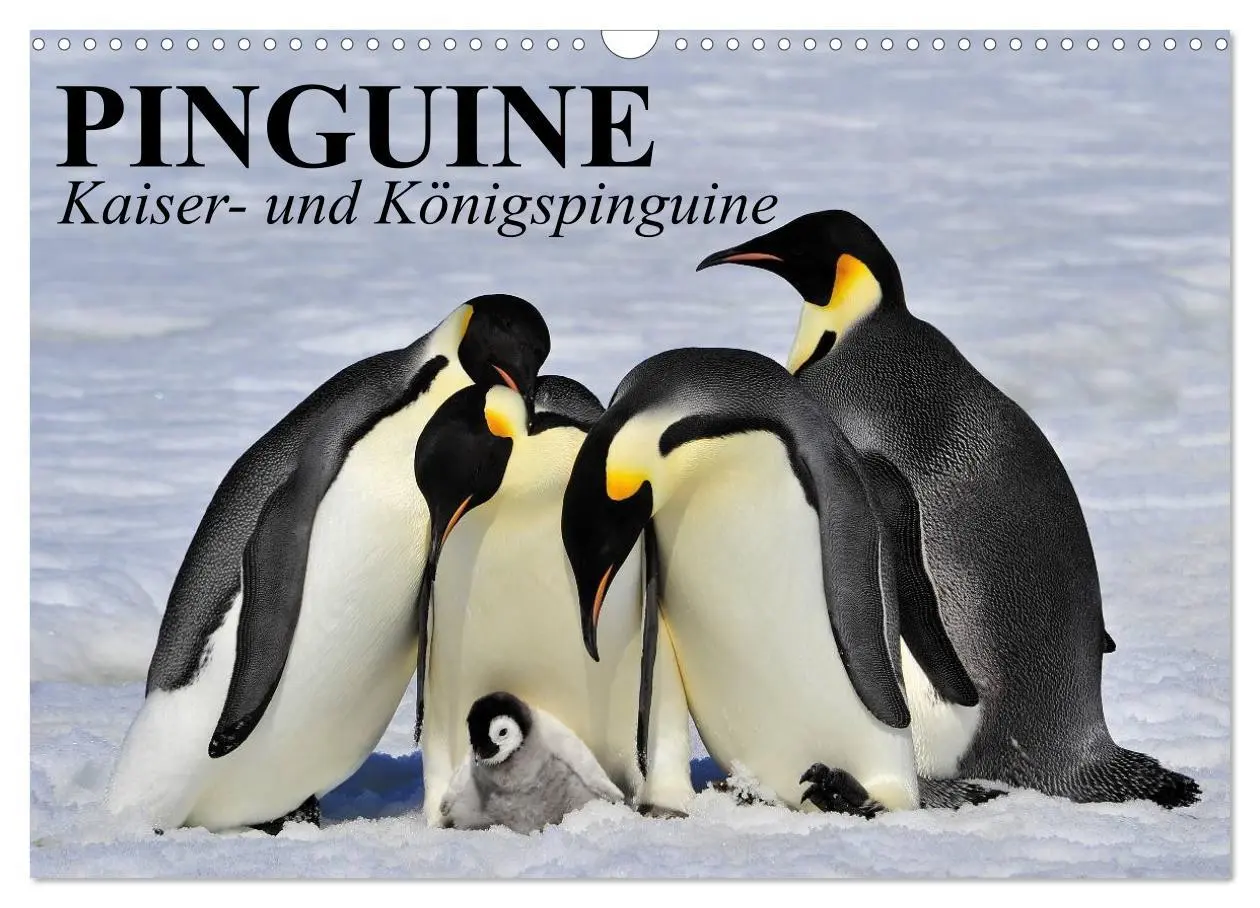 Cover: 9783516097443 | Pinguine - Kaiser- und Königspinguine (Wandkalender 2026 DIN A3...