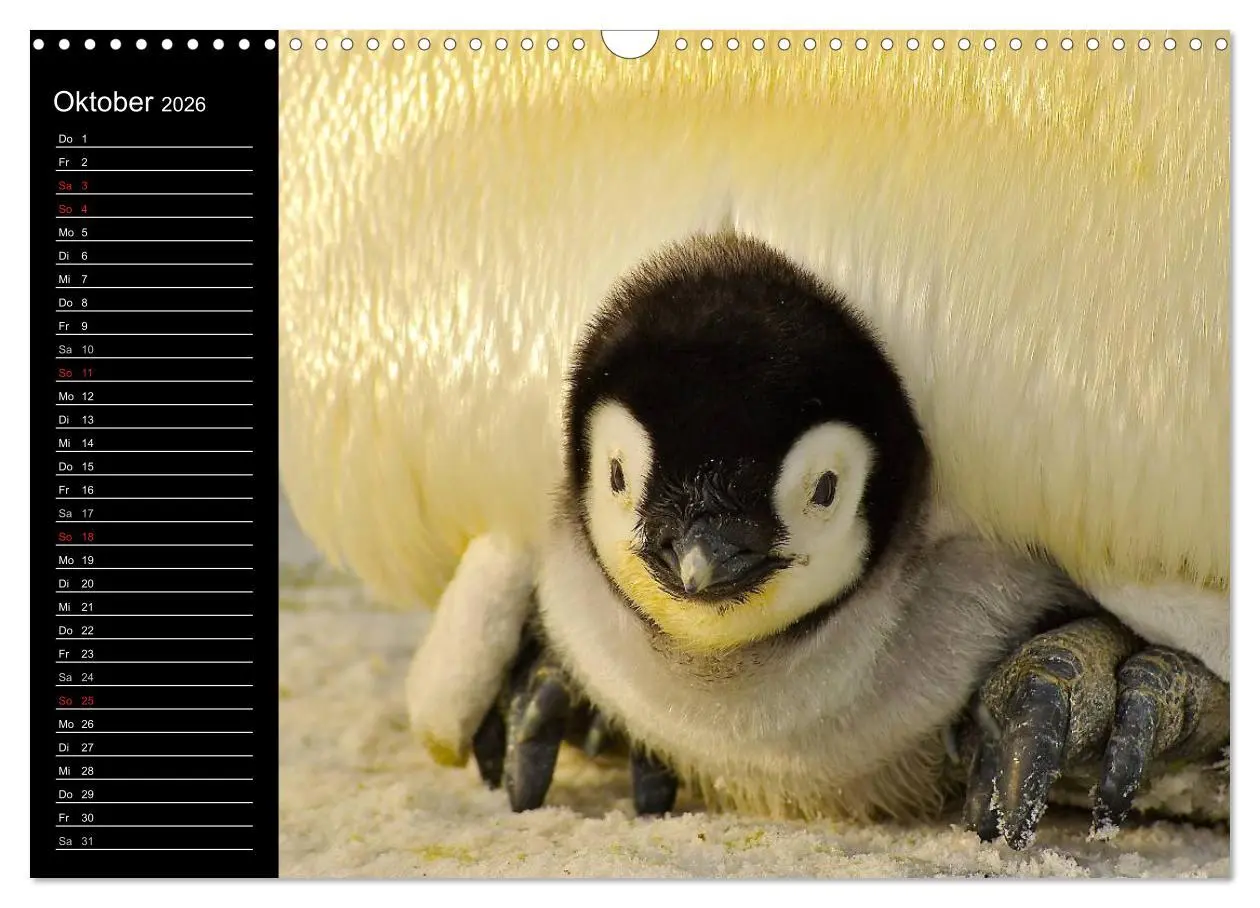 Bild: 9783516097443 | Pinguine - Kaiser- und Königspinguine (Wandkalender 2026 DIN A3...
