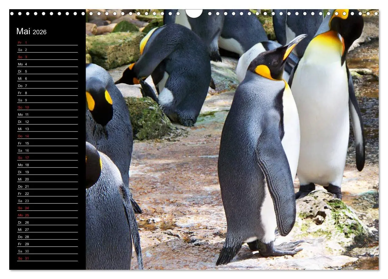 Bild: 9783516097443 | Pinguine - Kaiser- und Königspinguine (Wandkalender 2026 DIN A3...