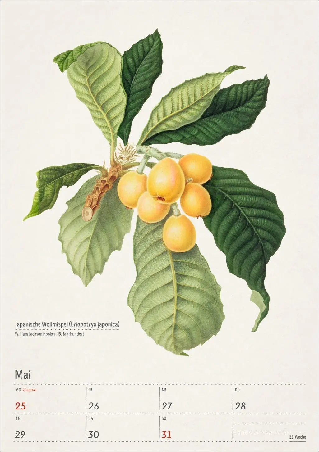 Bild: 9783840037443 | Bunte Pflanzenwelt Wochenplaner 2026 - 53 historische Illustrationen