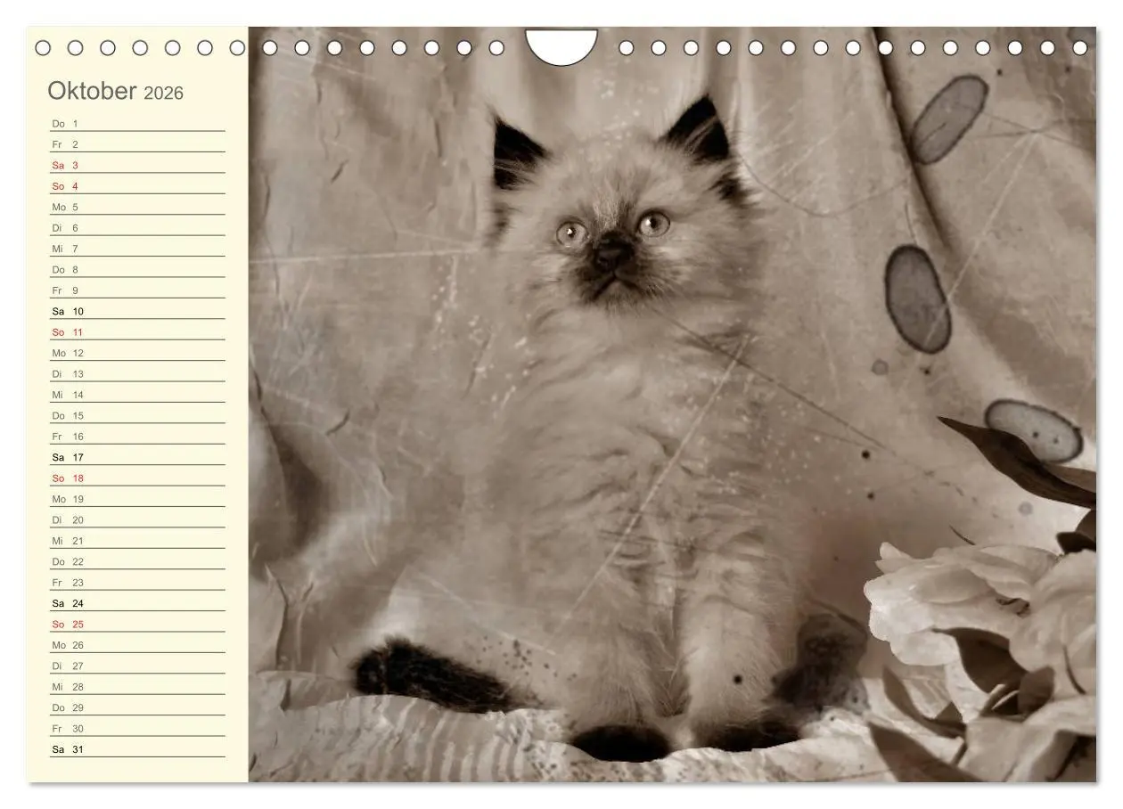 Bild: 9783457997543 | Oma's Katzenkalender 2026 (Wandkalender 2026 DIN A4 quer), CALVENDO...