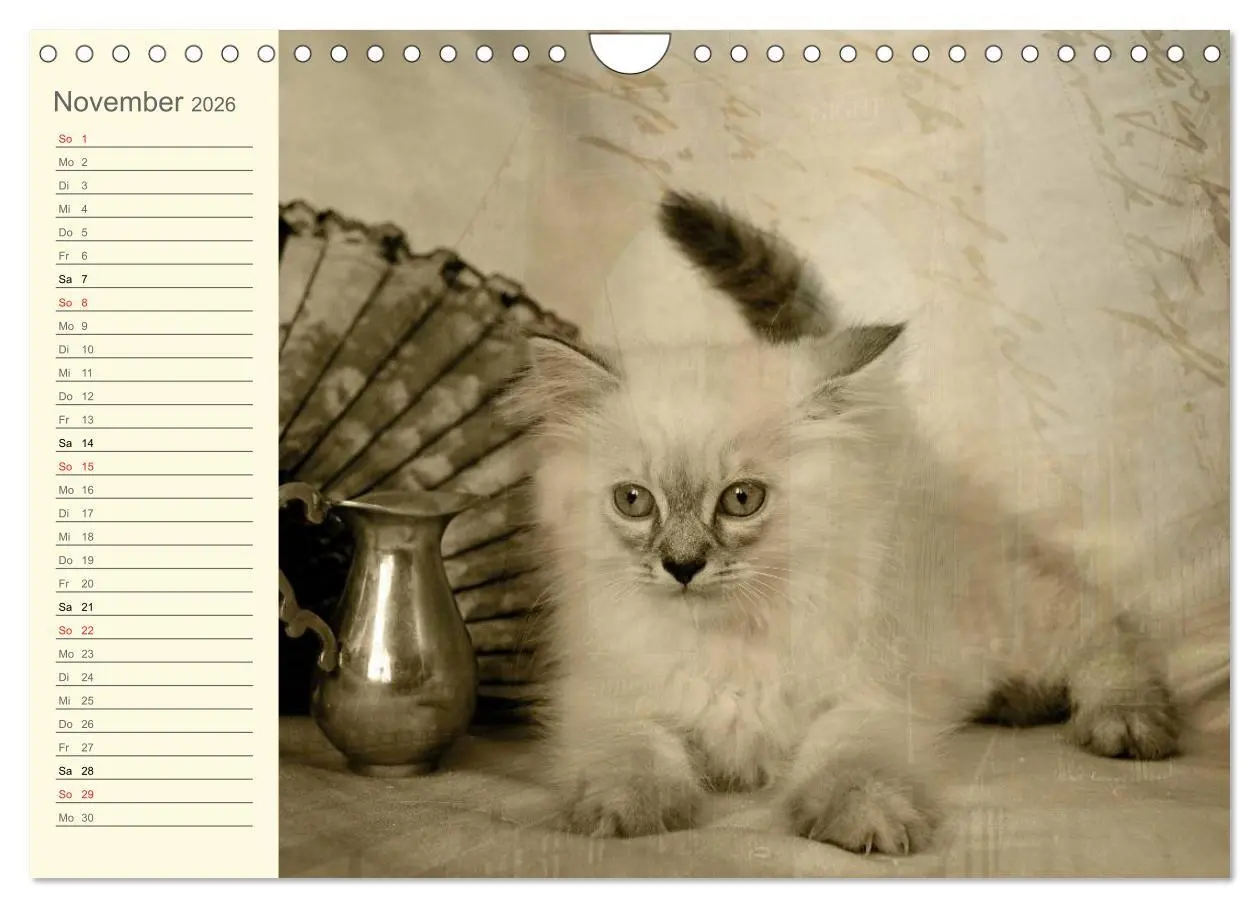 Bild: 9783457997543 | Oma's Katzenkalender 2026 (Wandkalender 2026 DIN A4 quer), CALVENDO...