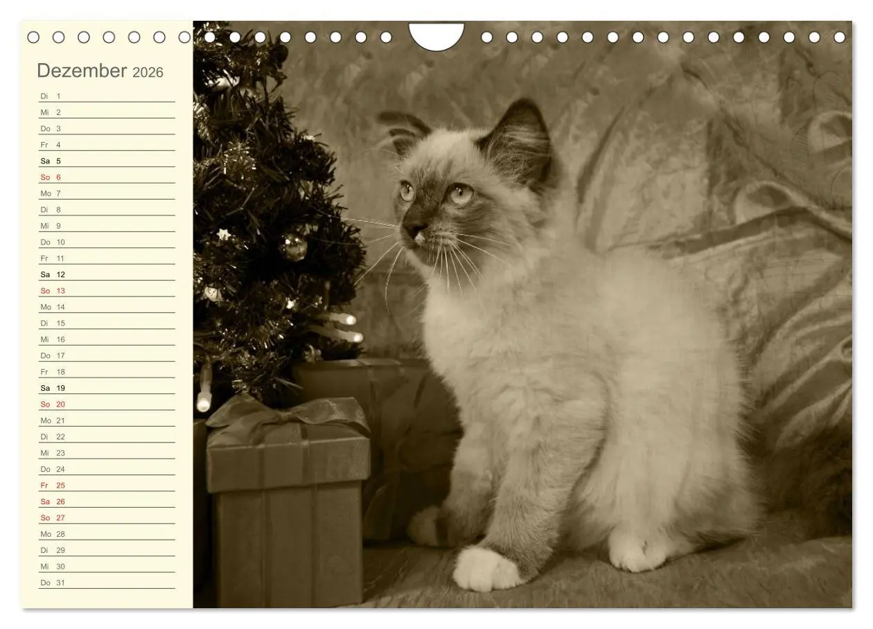 Bild: 9783457997543 | Oma's Katzenkalender 2026 (Wandkalender 2026 DIN A4 quer), CALVENDO...