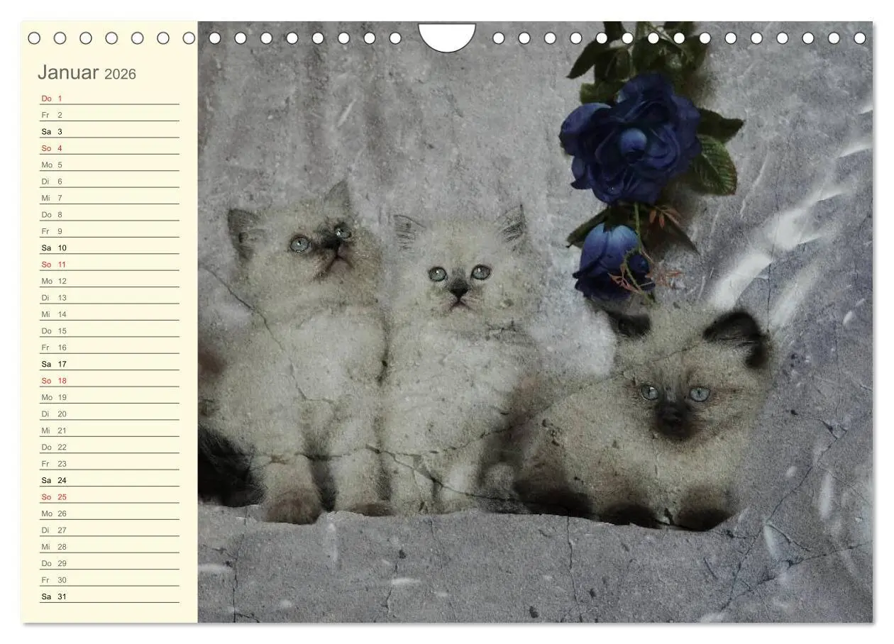 Bild: 9783457997543 | Oma's Katzenkalender 2026 (Wandkalender 2026 DIN A4 quer), CALVENDO...