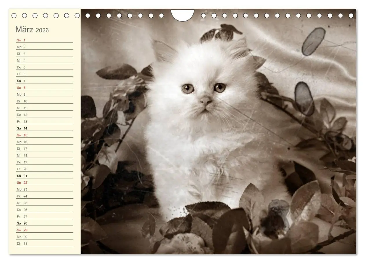 Bild: 9783457997543 | Oma's Katzenkalender 2026 (Wandkalender 2026 DIN A4 quer), CALVENDO...