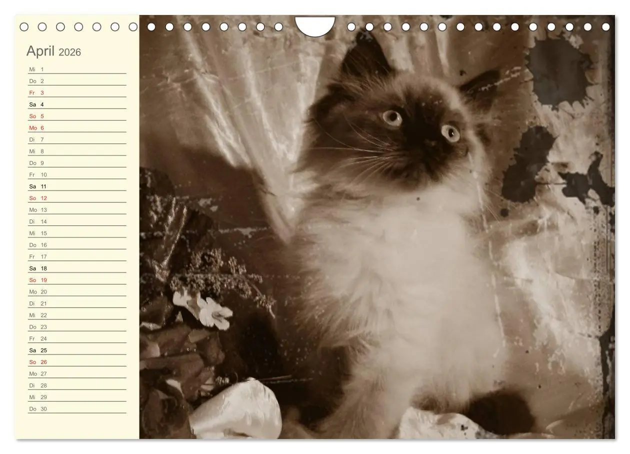 Bild: 9783457997543 | Oma's Katzenkalender 2026 (Wandkalender 2026 DIN A4 quer), CALVENDO...