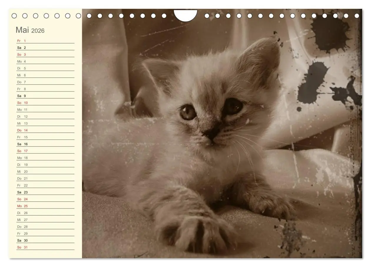 Bild: 9783457997543 | Oma's Katzenkalender 2026 (Wandkalender 2026 DIN A4 quer), CALVENDO...