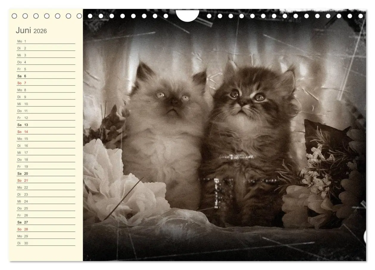 Bild: 9783457997543 | Oma's Katzenkalender 2026 (Wandkalender 2026 DIN A4 quer), CALVENDO...