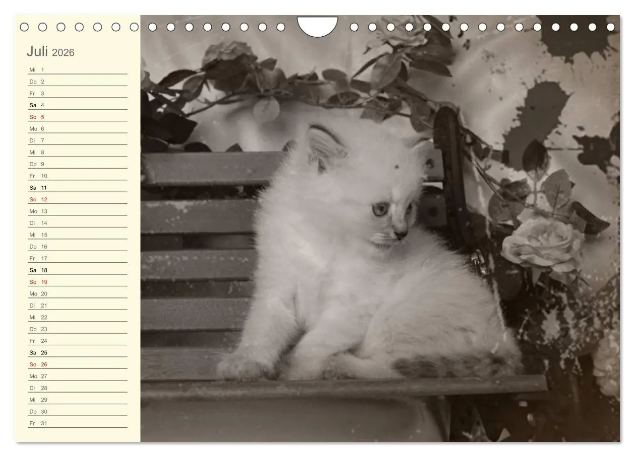 Bild: 9783457997543 | Oma's Katzenkalender 2026 (Wandkalender 2026 DIN A4 quer), CALVENDO...