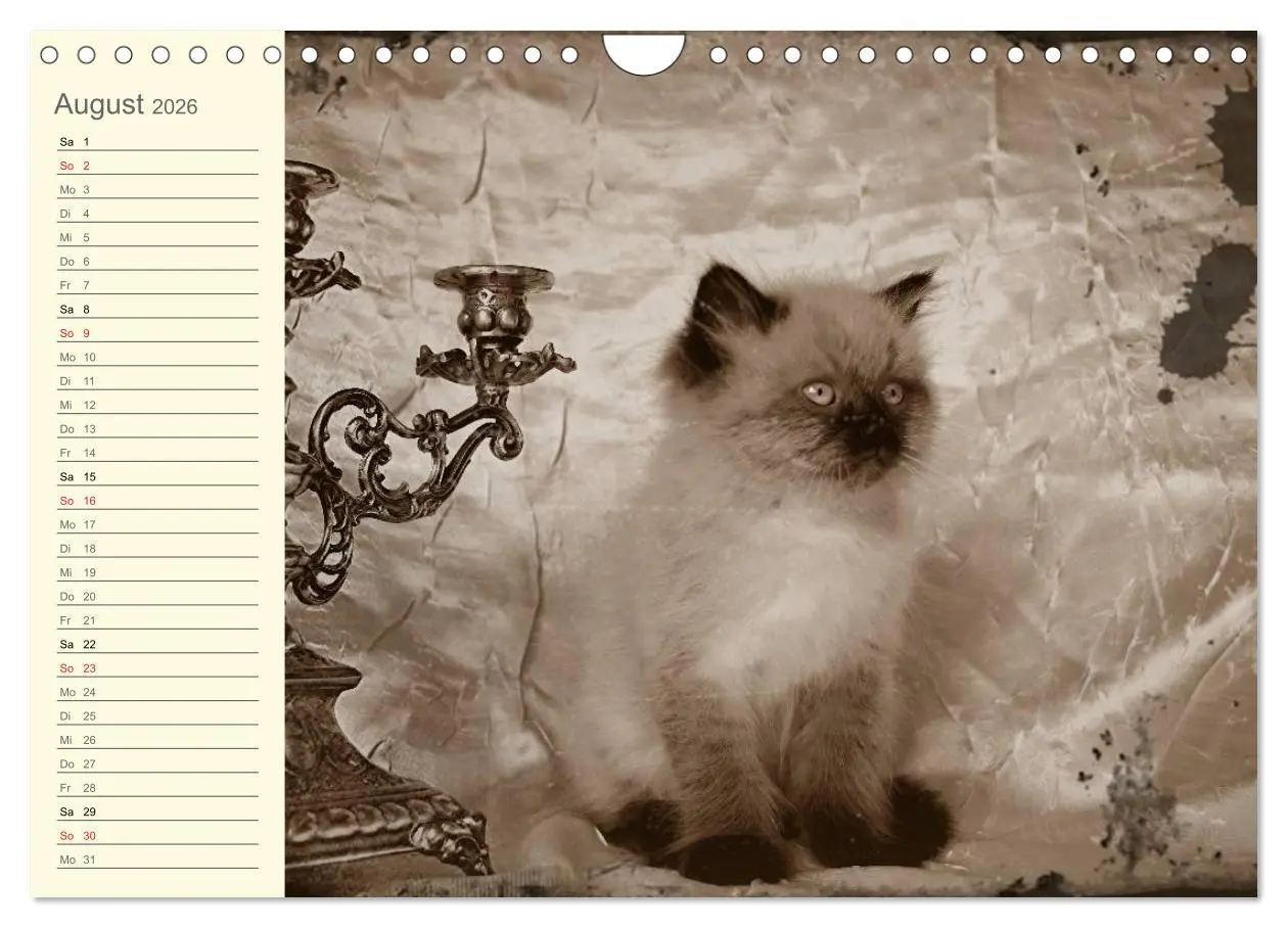 Bild: 9783457997543 | Oma's Katzenkalender 2026 (Wandkalender 2026 DIN A4 quer), CALVENDO...