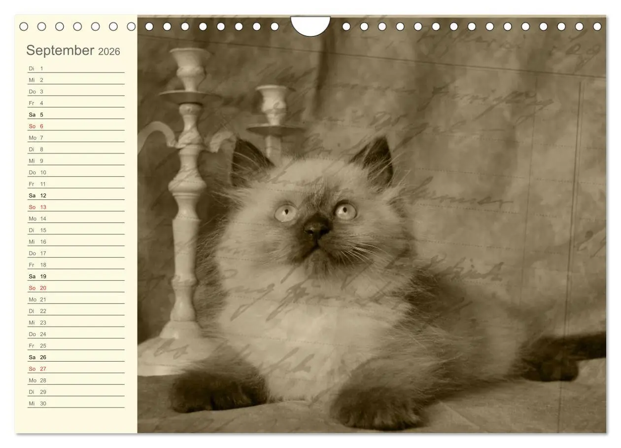 Bild: 9783457997543 | Oma's Katzenkalender 2026 (Wandkalender 2026 DIN A4 quer), CALVENDO...