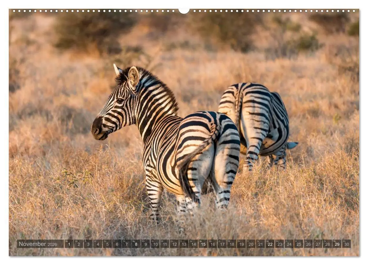 Bild: 9783516087543 | Südafrika - Die Tierwelt (Wandkalender 2026 DIN A2 quer), CALVENDO...