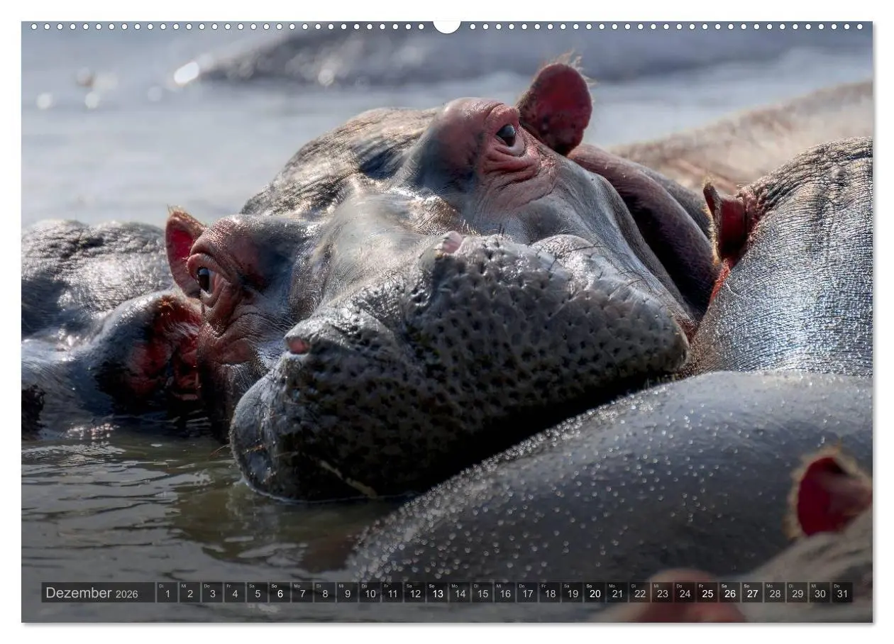 Bild: 9783516087543 | Südafrika - Die Tierwelt (Wandkalender 2026 DIN A2 quer), CALVENDO...