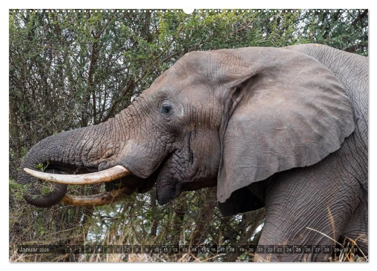 Bild: 9783516087543 | Südafrika - Die Tierwelt (Wandkalender 2026 DIN A2 quer), CALVENDO...