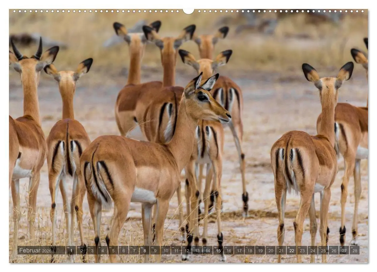 Bild: 9783516087543 | Südafrika - Die Tierwelt (Wandkalender 2026 DIN A2 quer), CALVENDO...