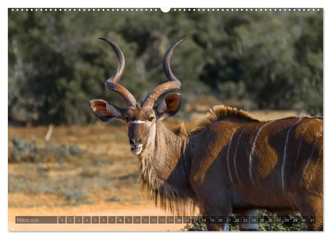 Bild: 9783516087543 | Südafrika - Die Tierwelt (Wandkalender 2026 DIN A2 quer), CALVENDO...